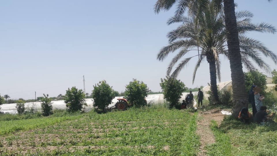 Pesticide study Iraq