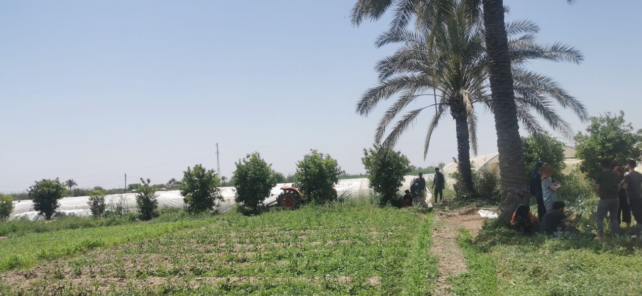Pesticide study Iraq