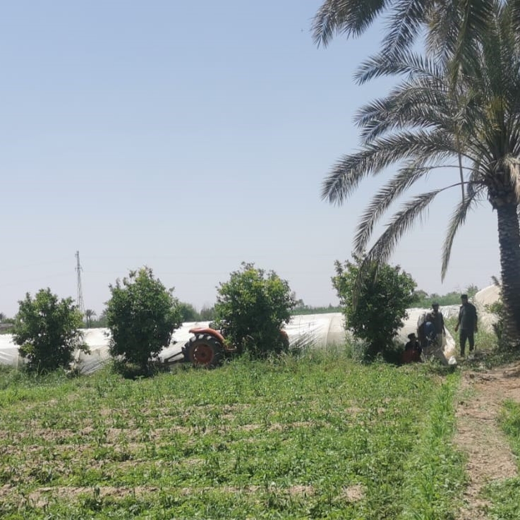 Pesticide study Iraq