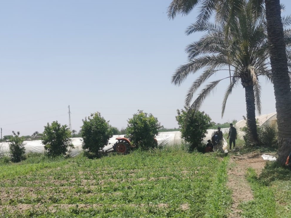 Pesticide study Iraq